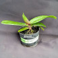 Rhynchostylis Gigantea Red Muda