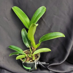 Blc Chia Lin "New City" ADULTA