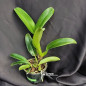 Blc Chia Lin "New City" Adulta
