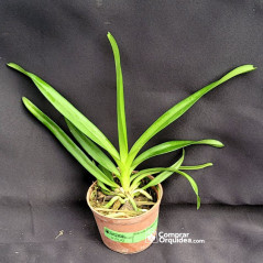 Vanda Pakpanang Blue Muda