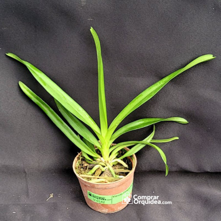 Vanda Pakpanang Blue Muda