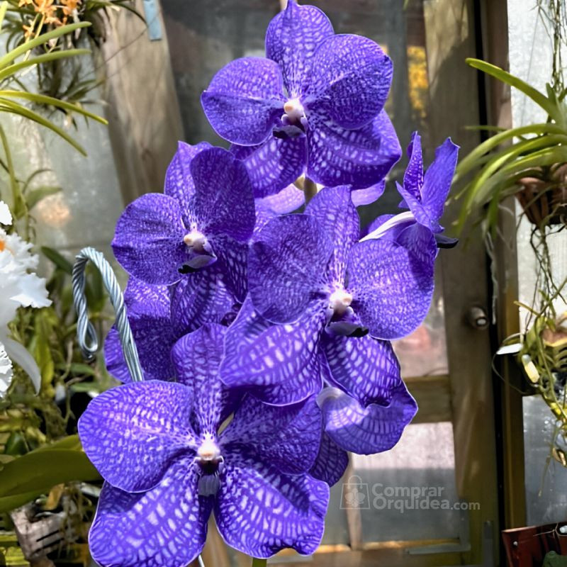 Vanda Pakpanang Blue Muda Vanda Pakpanang Blue Muda
