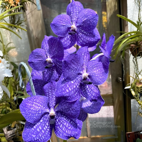 Vanda Pakpanang Blue