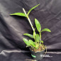 Cattleya amethystoglossa Flamea I x Flamea II Adulta Cattleya amethystoglossa Flamea I x Flamea II Adulta