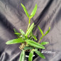 Cattleya Loddigesii tipo “Charley” Adulta Cattleya Loddigesii tipo “Charley” Adulta