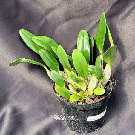 Dendrobium aggregatum ADULTA