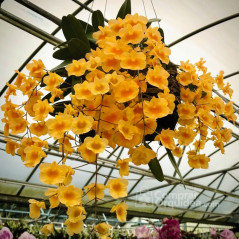 Dendrobium aggregatum
