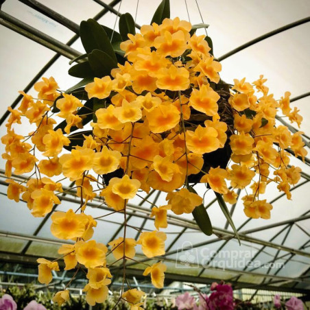 Dendrobium aggregatum
