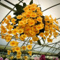 Dendrobium aggregatum ADULTA Dendrobium aggregatum ADULTA
