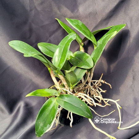Cattleya Tatarown x Cattleya Schilleriana ADULTA