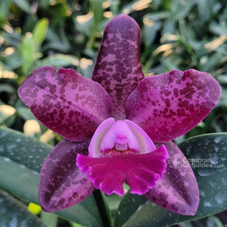 C. Tatarown x C. schilleriana