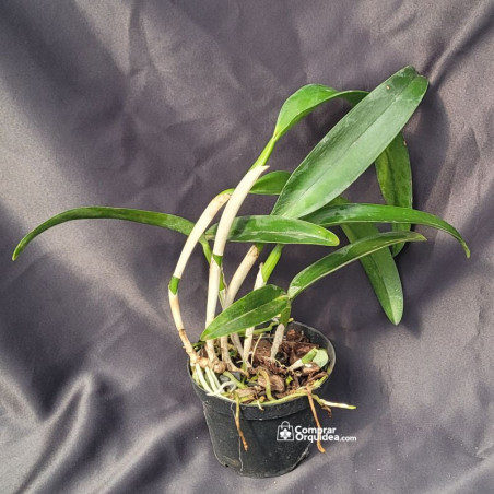 Blc tatarown x Laelia tenebrosa rubra ADULTA