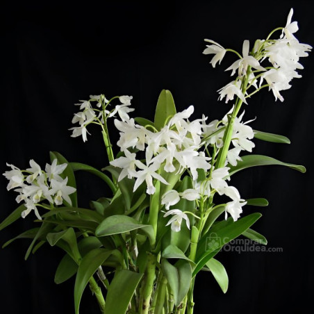 Cattleya Bowringiana Albescens