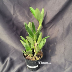Cattleya Bowringiana Albescens Adulta