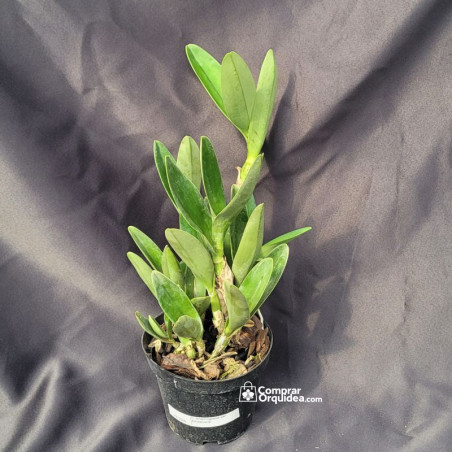 Cattleya Bowringiana Albescens Adulta