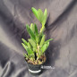 Cattleya Bowringiana Albescens Adulta Cattleya Bowringiana Albescens Adulta