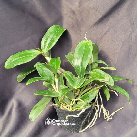 Cattleya Peckhaviensis ADULTA