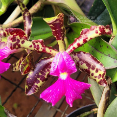 Cattleya Peckhaviensis