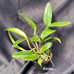 Cattleya Whitei Coerulea Adulta