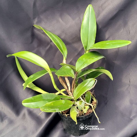 Cattleya Whitei Coerulea Adulta
