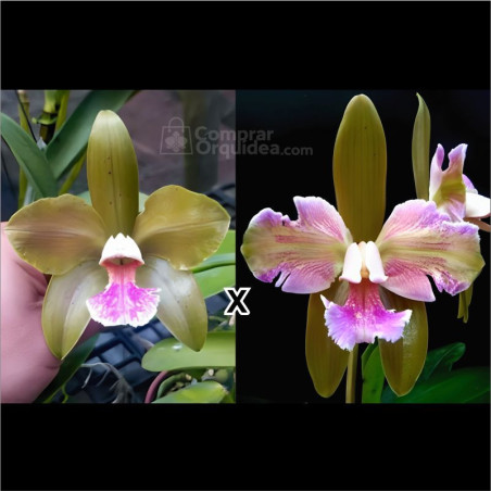 Cattleya Granulosa Jordão x Trilabelo