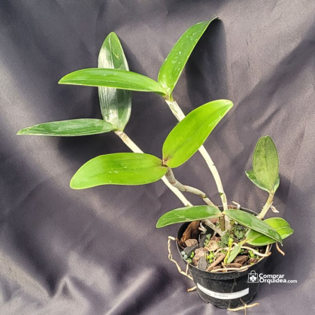 Cattleya Granulosa (Jordão x Trilabelo) Adulta
