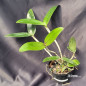 Cattleya Granulosa (Jordão x Trilabelo) Adulta Cattleya Granulosa (Jordão x Trilabelo) Adulta