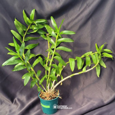 Dendrobium Secundum Alba Adulta