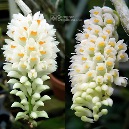 Dendrobium Secundum Alba