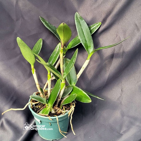 Rlc Lord Greenworth (Yen Surprise x Varuth Green) Adulta