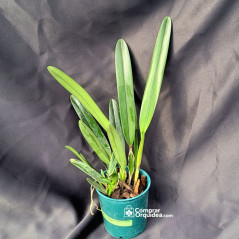 Laelia purpurata carnea “Cereja” ADULTA