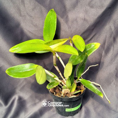 Cattleya Amethystoglossa lilacina (Livia x Carina) ADULTA