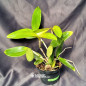 Cattleya Amethystoglossa lilacina (Livia x Carina) Adulta