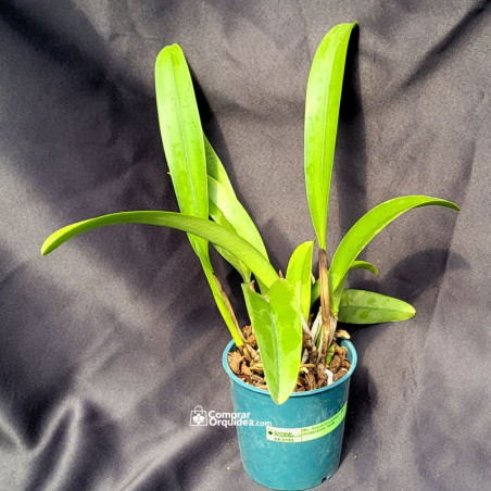 Blc Suzuki Excalibur x Blc Goldenzelle Taida ADULTA