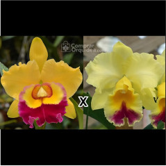Blc Suzuki Excalibur x Blc Goldenzelle Taida