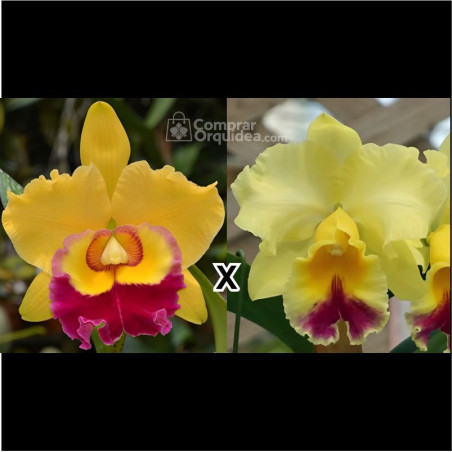 Blc Suzuki Excalibur x Blc Goldenzelle Taida