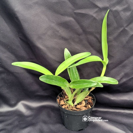 Cattleya Bowringiana  coerulea (Gnomos) Adulta