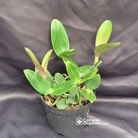 Cattleya Amethystoglossa Aurea x Sibling ADULTA