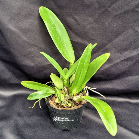 Cattleya Warneri Coerulea Adulta