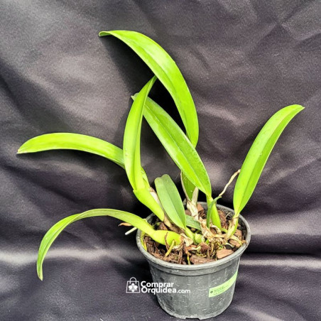 Blc Capitão Pessoa “Orlata” ADULTA