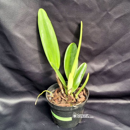 Blc George King Serendipity Adulta