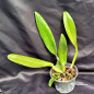 Lc Everett Dirksen Adulta Lc Everett Dirksen Adulta