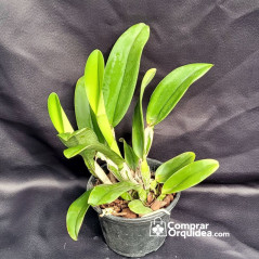 Pot Hawaiian Charisma “Hawaii” ADULTA