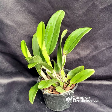 Pot Hawaiian Charisma “Hawaii” ADULTA