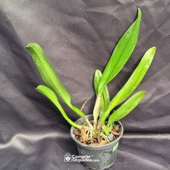 Blc Pumpkin Festival “For Queen” ADULTA