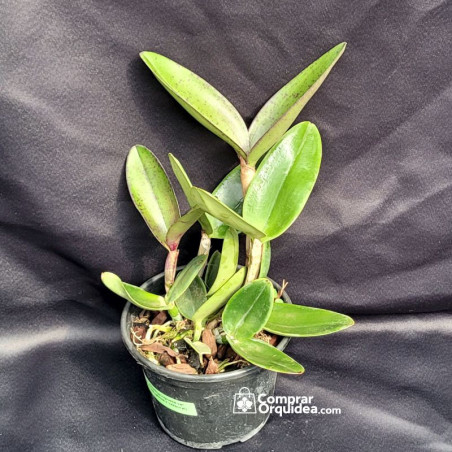 C Amethystoglossa Aurea (giboia x vassoral) ADULTA