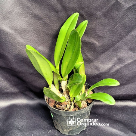 Cattleya João Antônio Nicoli Adulta