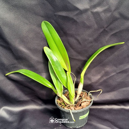 Cattleya Trianae Concolor “Orion” x Self ADULTA