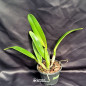 Cattleya Trianae Concolor “Orion” x Self Adulta