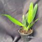 Blc Burdekin Wonder “Lakeland” ‘AM/AOS’ Adulta Blc Burdekin Wonder “Lakeland” ‘AM/AOS’ Adulta